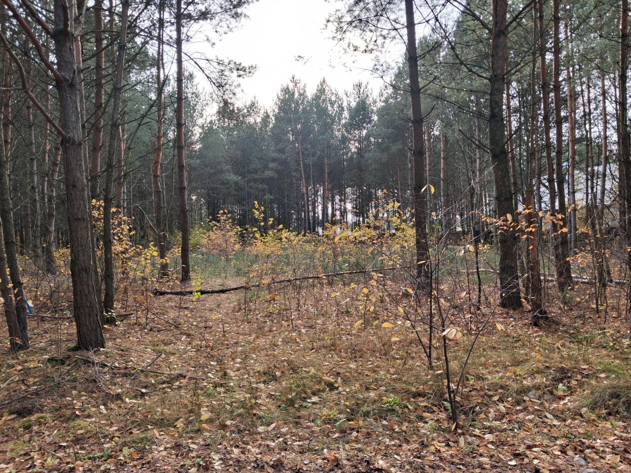 Działka budowlana Rogóźnia. Zdjęcie 3