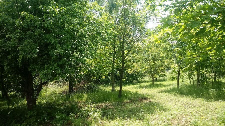 Działka siedliskowa Kowary, ul. Karkonoska. Zdjęcie 5