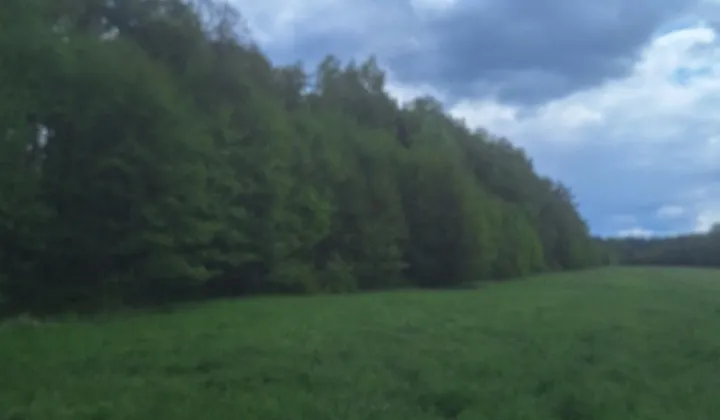 Działka leśna Rostki