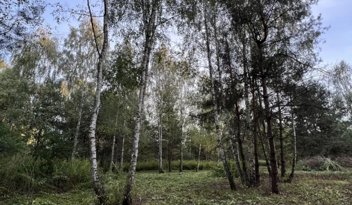 Działka budowlana Nowy Prażmów, ul. Wiśniowa