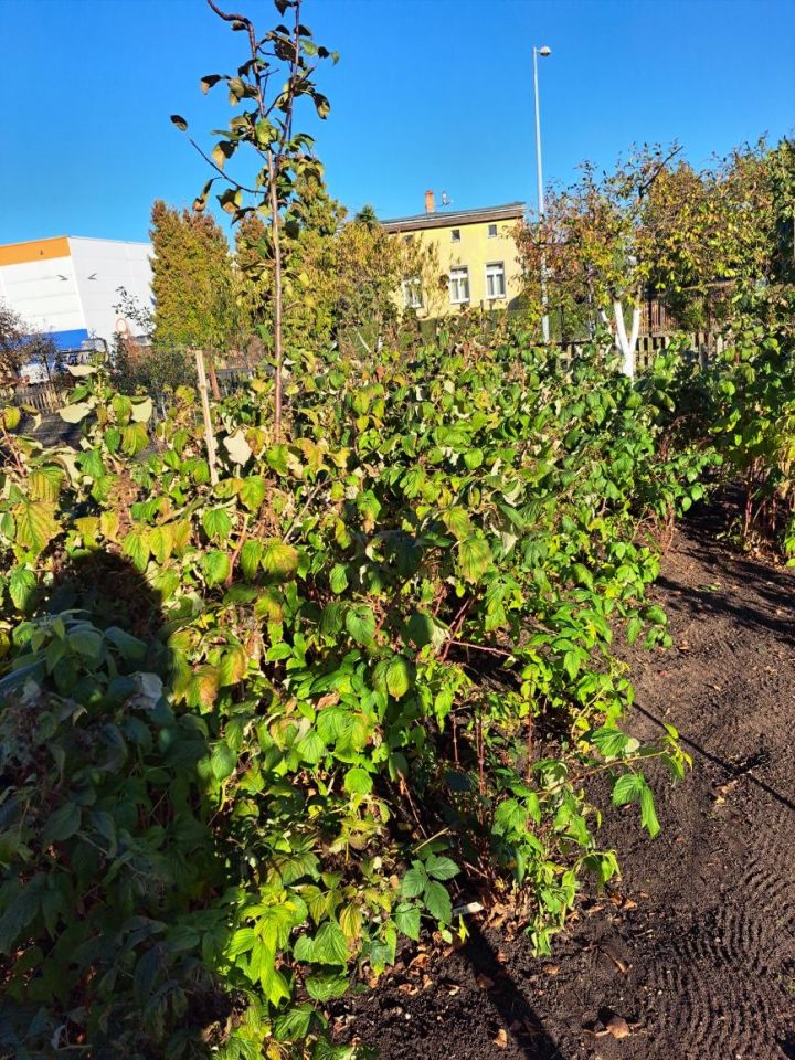 Działka rod Piła. Zdjęcie 5