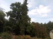 dom wolnostojący, 6 pokoi Rzepin, ul. Zapłocie. Zdjęcie 4