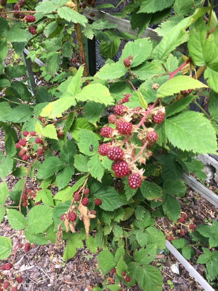 Działka rod Warszawa Włochy, ul. Wykusz. Zdjęcie 29