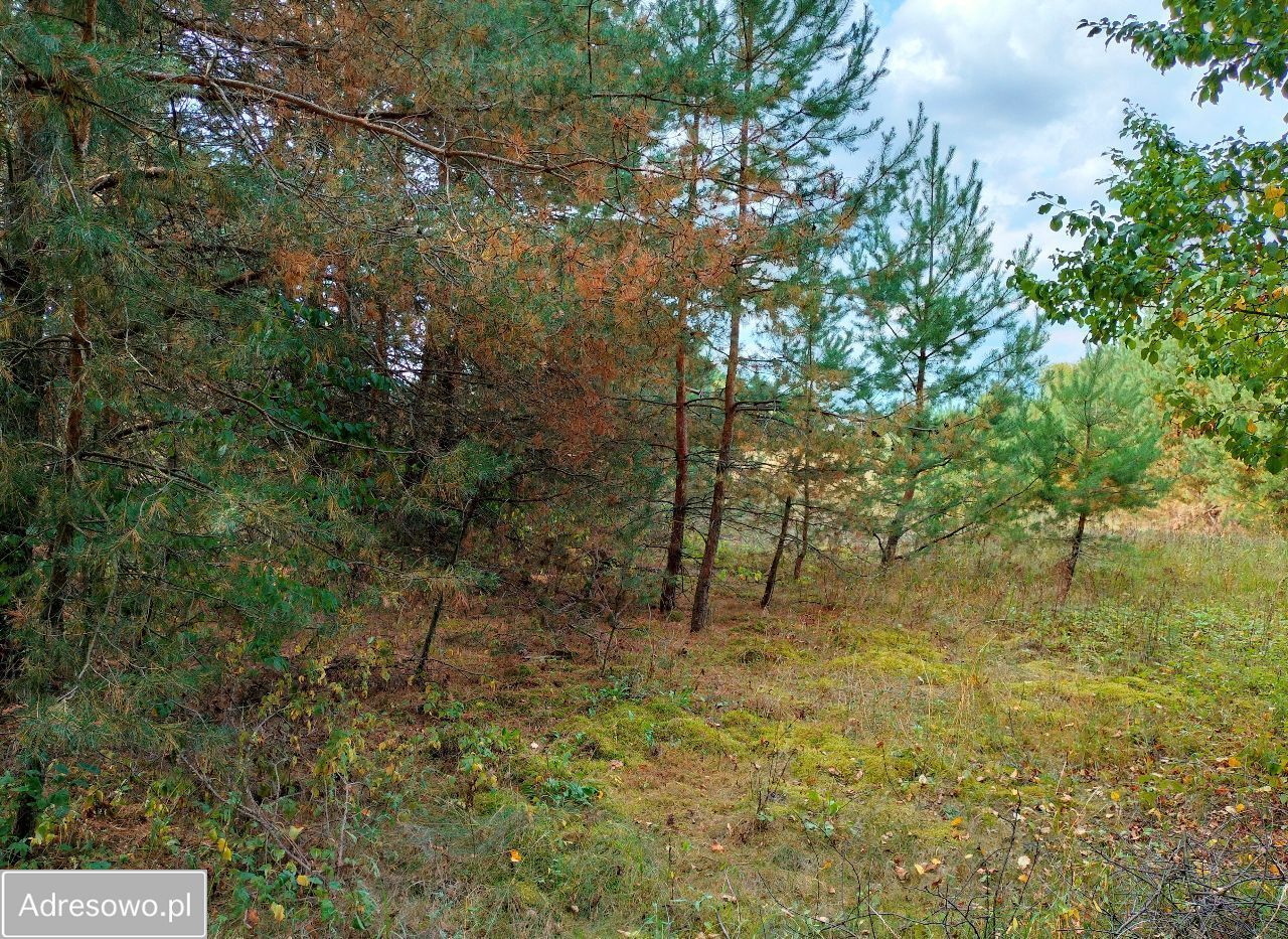 Działka rolna Narew, ul. Szlak Żubra. Zdjęcie 8