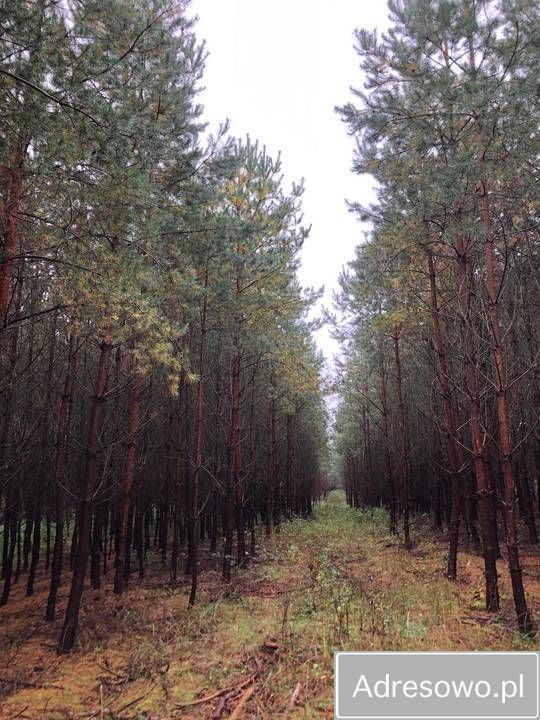 Działka leśna Korytowo. Zdjęcie 4