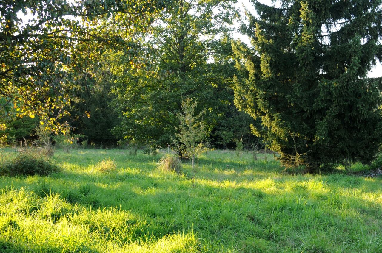Działka siedliskowa Grzegorzewice, ul. Pałacowa. Zdjęcie 12