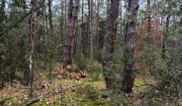 Działka leśna Osiedle Wilga, ul. Sarenek