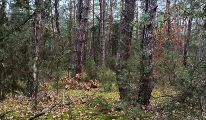 Działka leśna Osiedle Wilga, ul. Sarenek