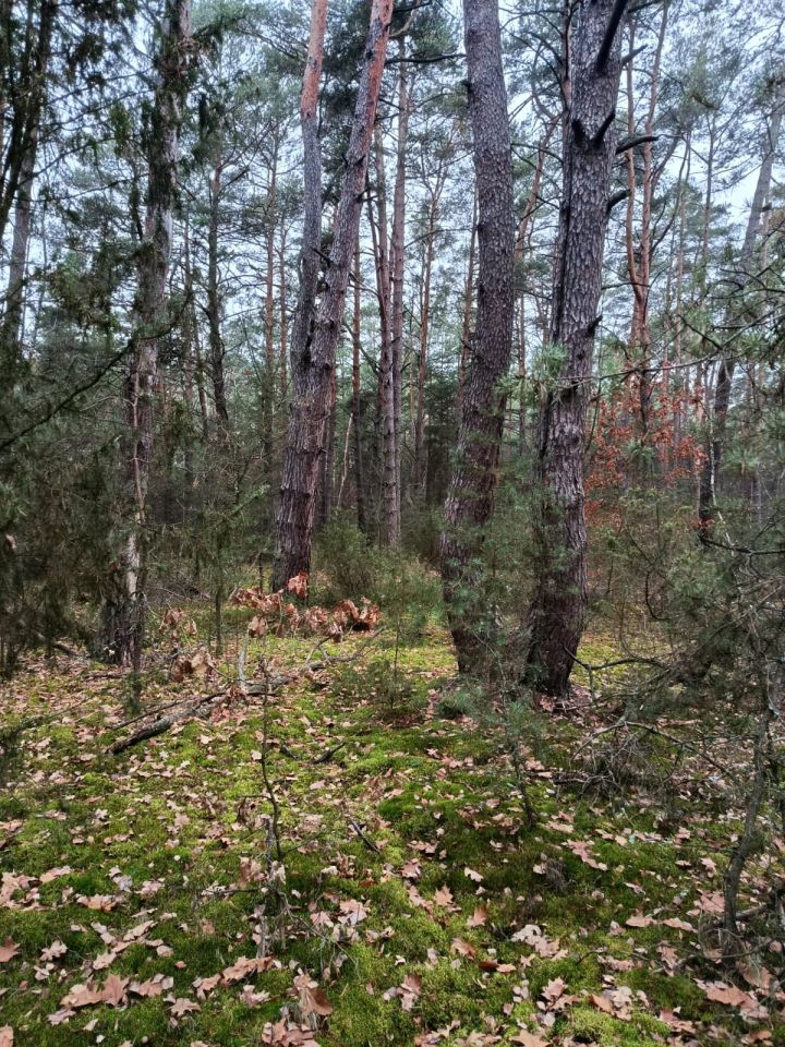 Działka leśna Osiedle Wilga, ul. Sarenek