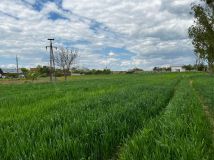 Działka budowlana Goszków. Zdjęcie 3