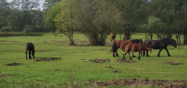 Działka budowlana Jesówka, ul. Leśnych Malin. Zdjęcie 1