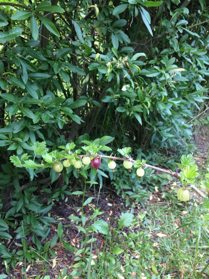 Działka rod Warszawa Włochy, ul. Wykusz. Zdjęcie 31