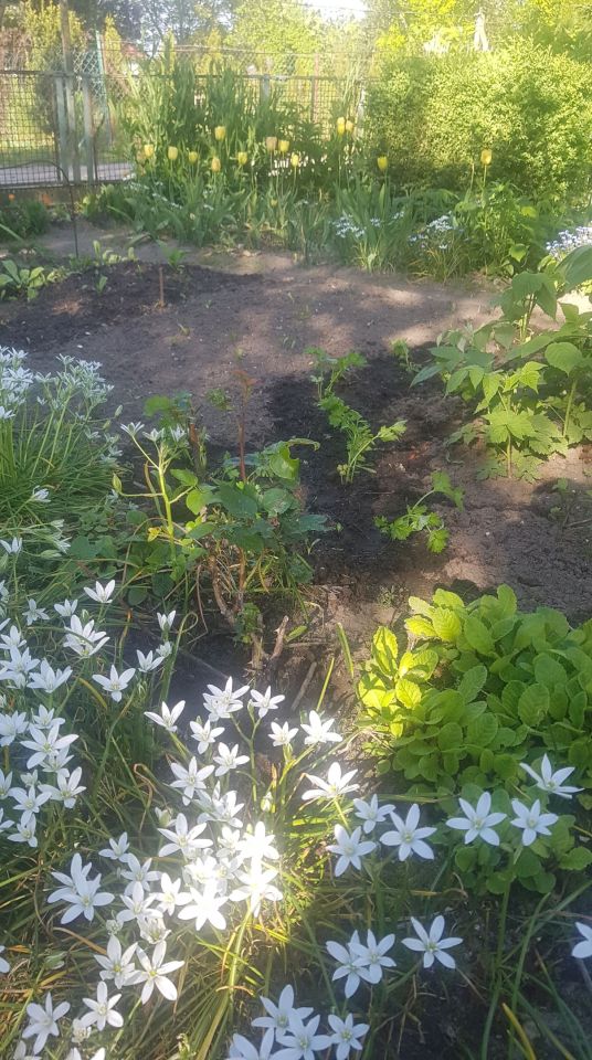 Działka rod Poznań Ławica, ul. Bukowska. Zdjęcie 10