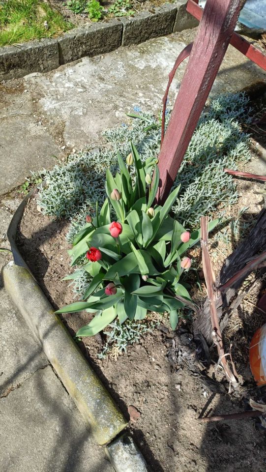 Działka rod Poznań Junikowo, ul. Jana Brzechwy. Zdjęcie 6