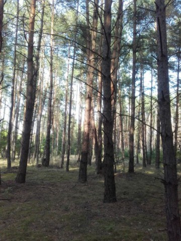 Działka leśna Radomyśl nad Sanem. Zdjęcie 1