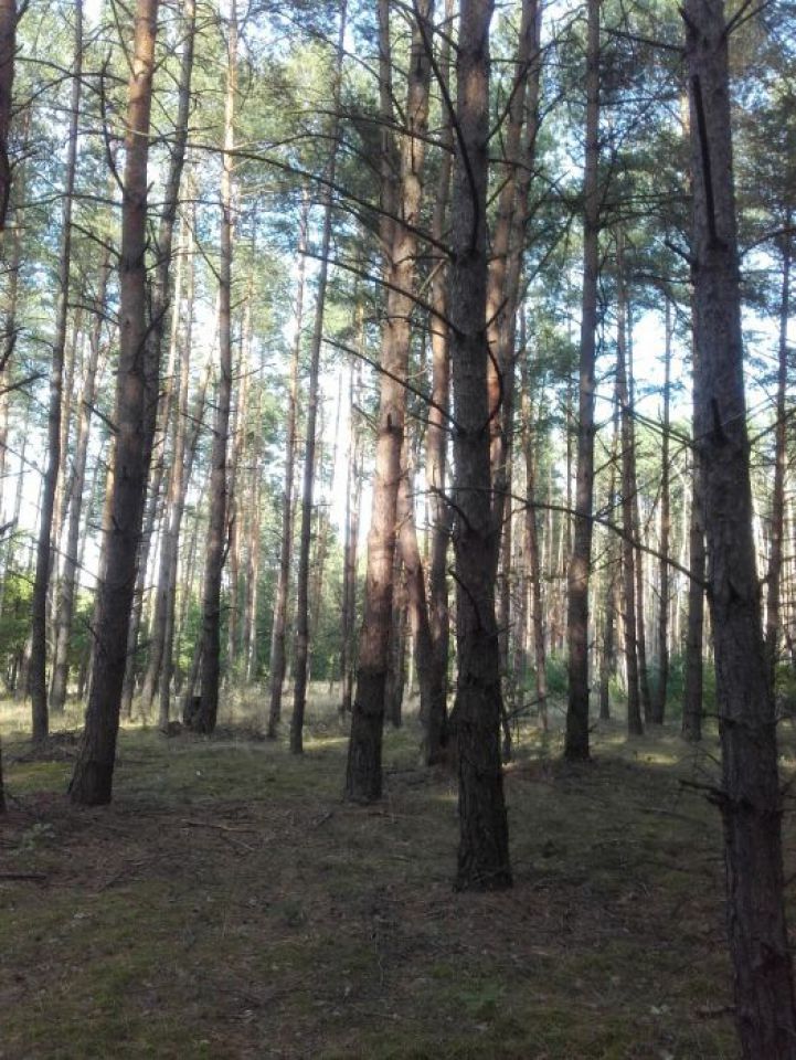 Działka leśna Radomyśl nad Sanem