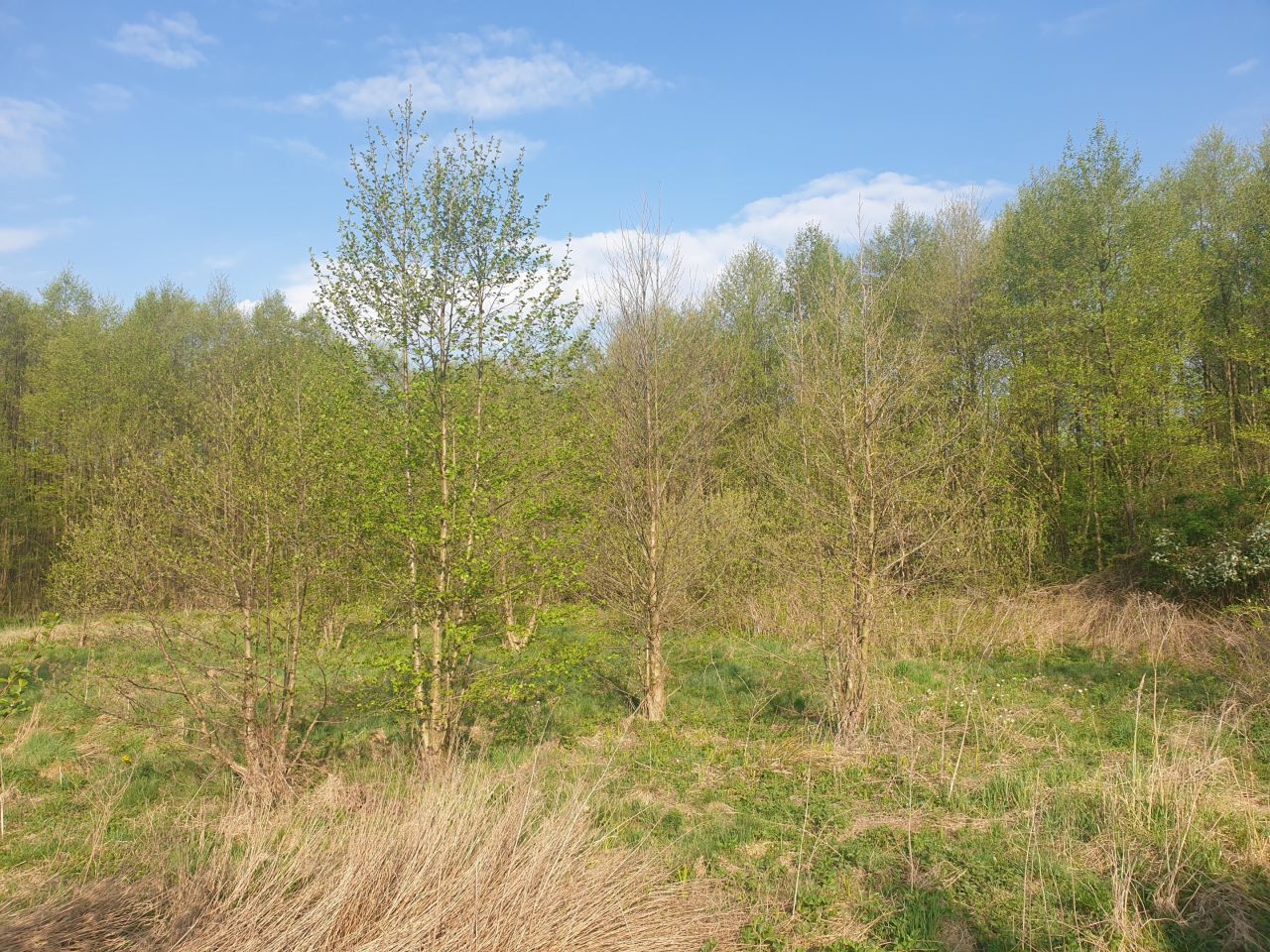 Działka budowlana Biała Róża. Zdjęcie 6