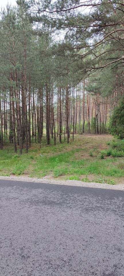 Działka leśna Daniłówka Druga. Zdjęcie 5