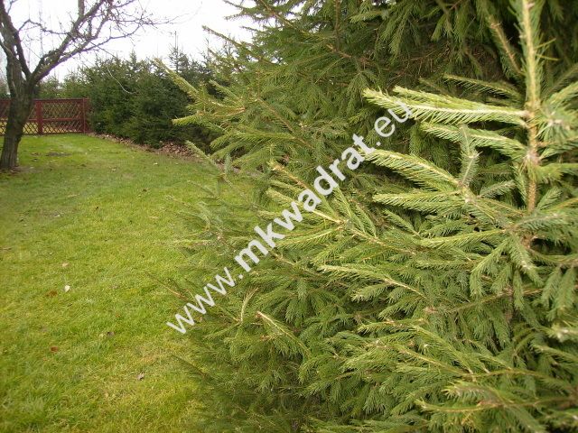 dom wolnostojący, 2 pokoje Janinów. Zdjęcie 8