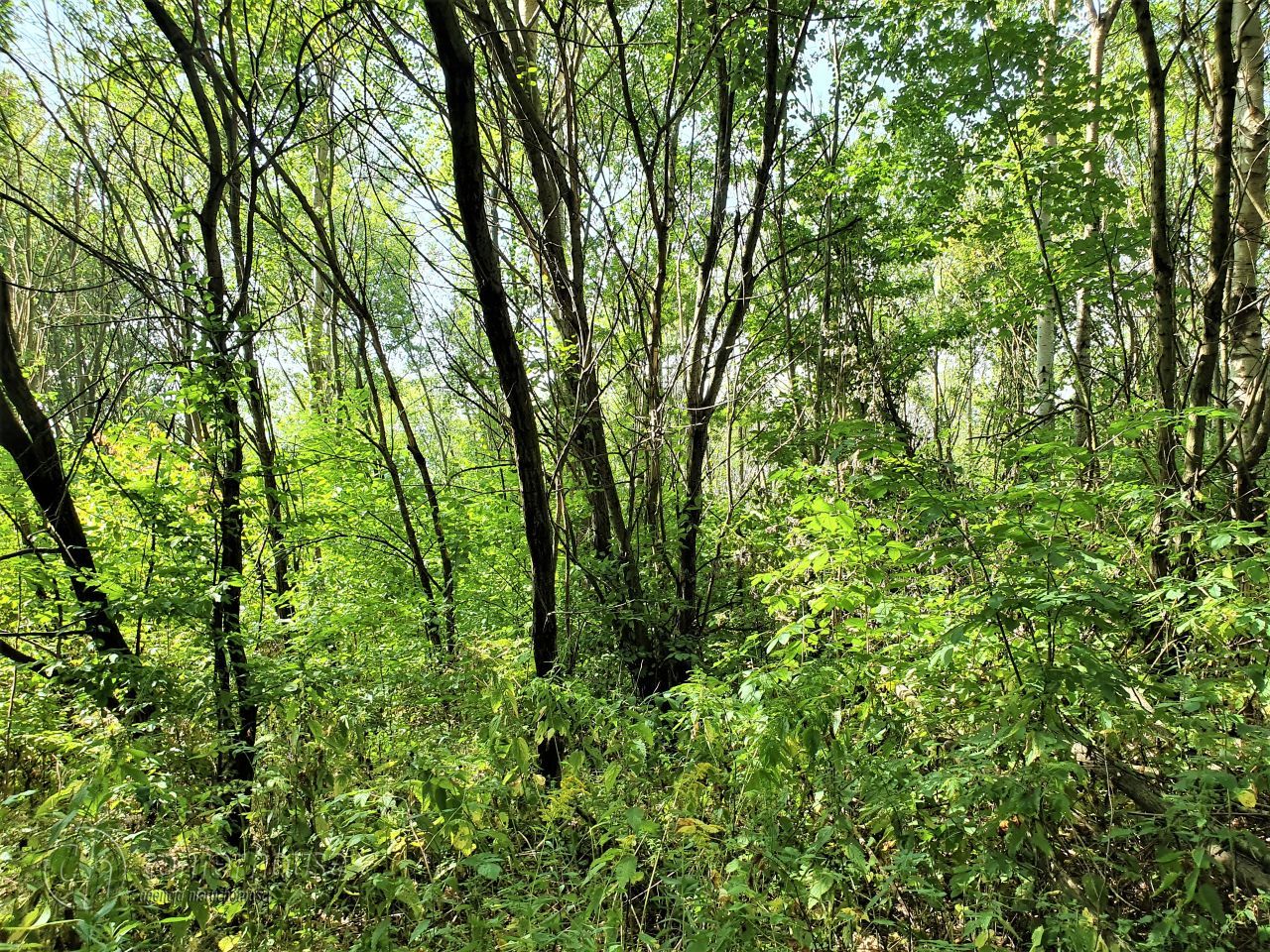 Działka siedliskowa Borek Stary. Zdjęcie 16