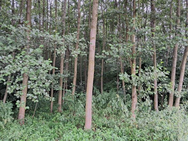 Działka rolna Dołhobyczów-Kolonia kolonia. Zdjęcie 1