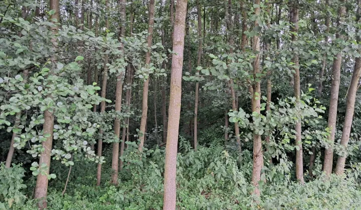 Działka rolna Dołhobyczów-Kolonia kolonia