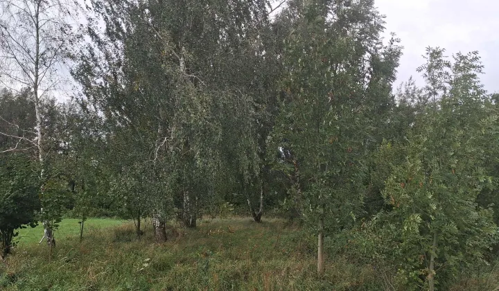 Działka budowlana Popielów, ul. Podstawie