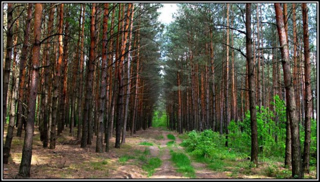 Działka leśna Drohiczyn. Zdjęcie 1