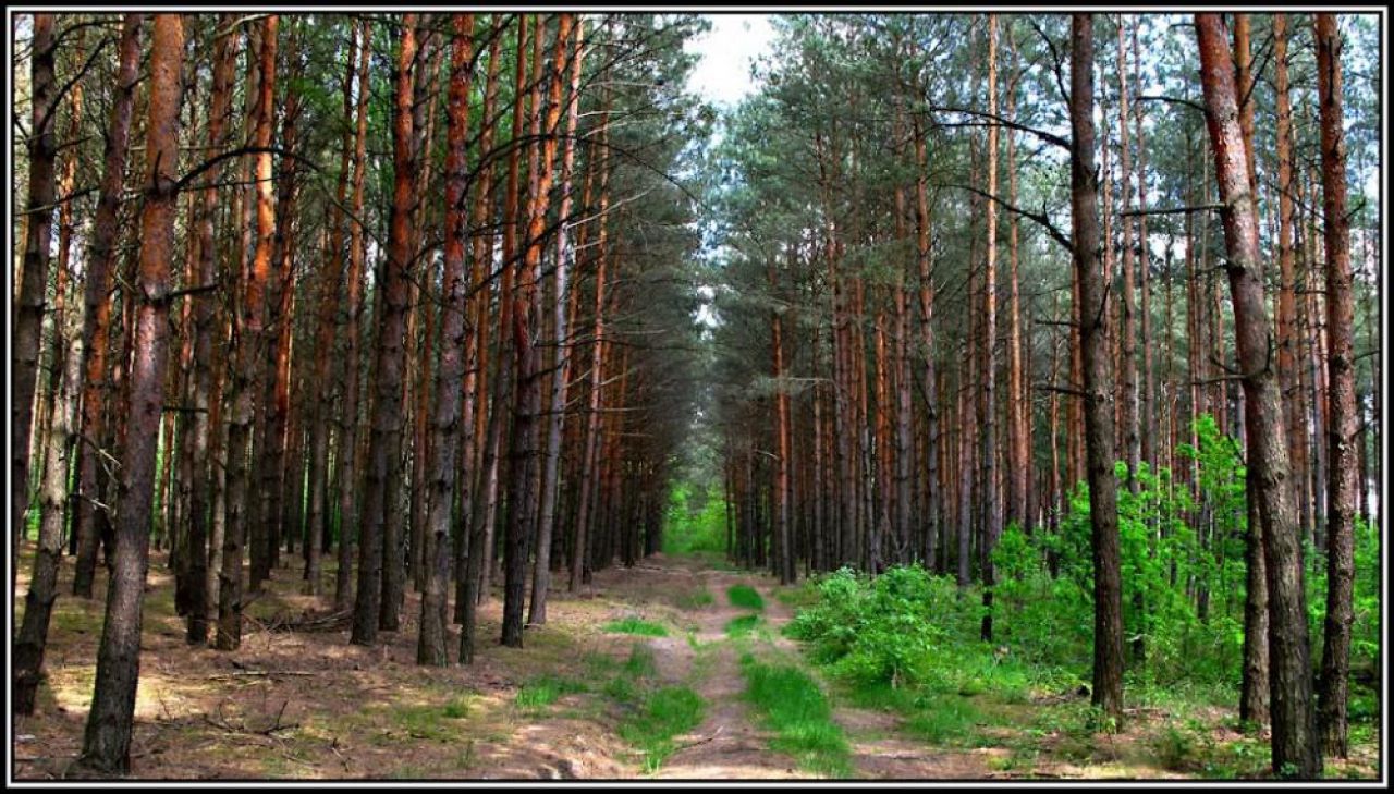 Działka leśna Drohiczyn