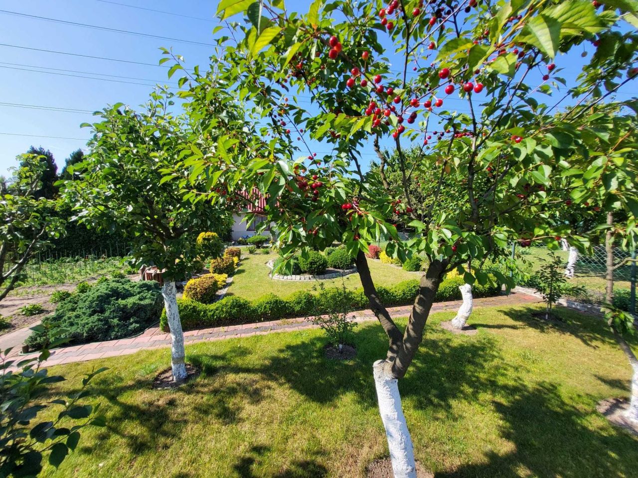 Działka rod Szczecin Pomorzany, ul. Białowieska. Zdjęcie 6