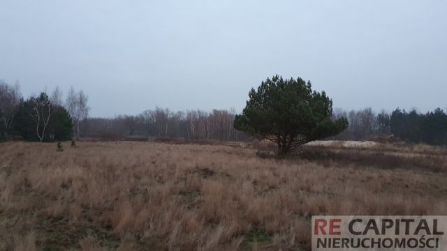 Działka siedliskowa Borzęcin Duży. Zdjęcie 5