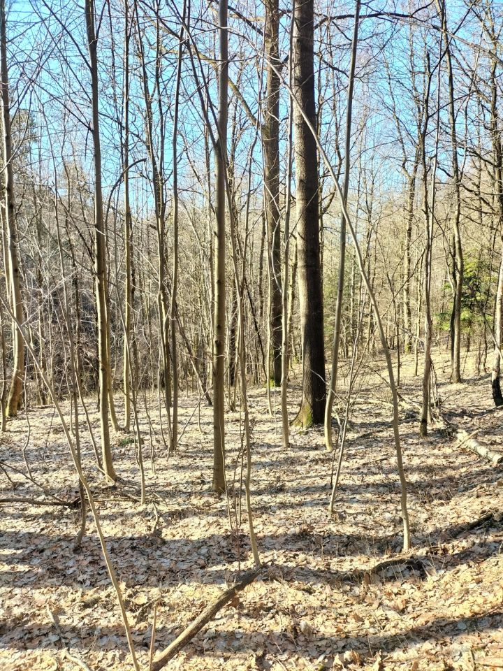 Działka leśna Brzezowa. Zdjęcie 10