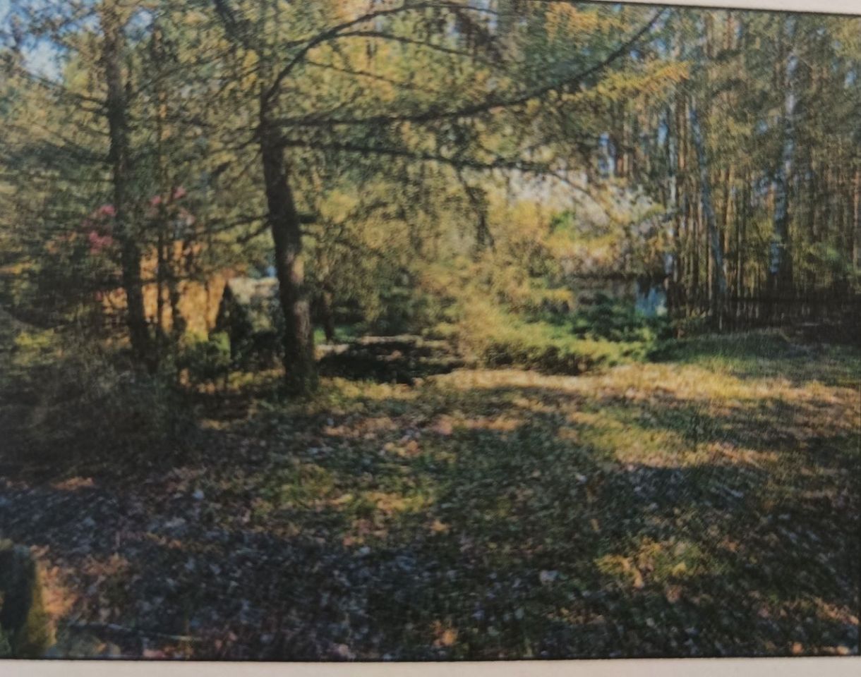 Działka leśna Moczalec. Zdjęcie 5