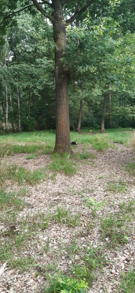 Działka rolna Panaszew. Zdjęcie 5