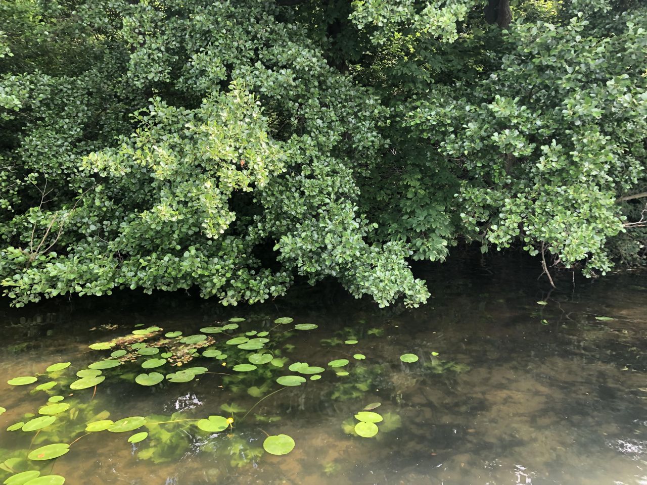 Działka budowlana Cekcyn, ul. Cicha. Zdjęcie 13