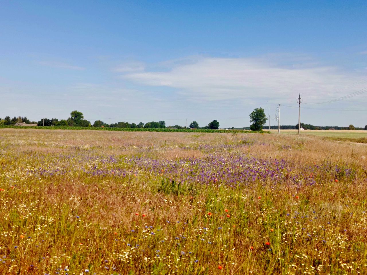 Działka budowlana Kalina. Zdjęcie 4