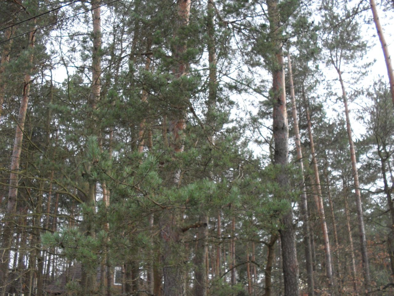 Działka leśna Przybynów, ul. Częstochowska