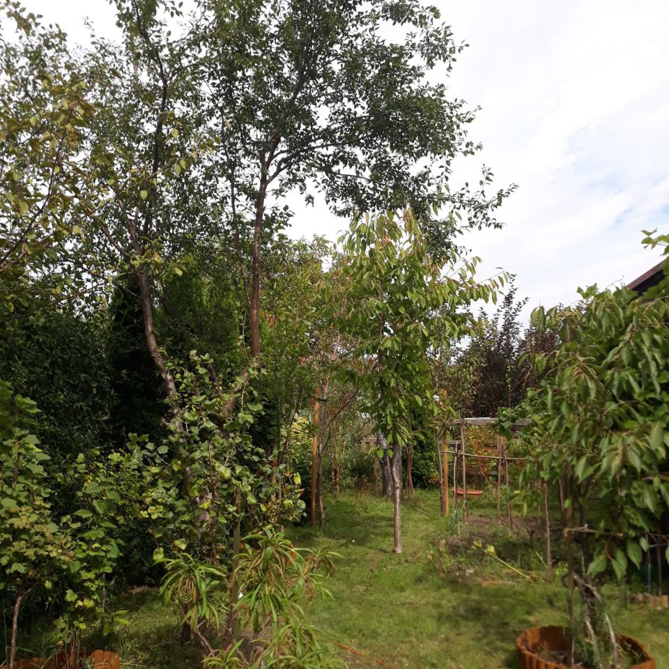 Działka rod Wrocław Fabryczna, ul. Strachowicka. Zdjęcie 4