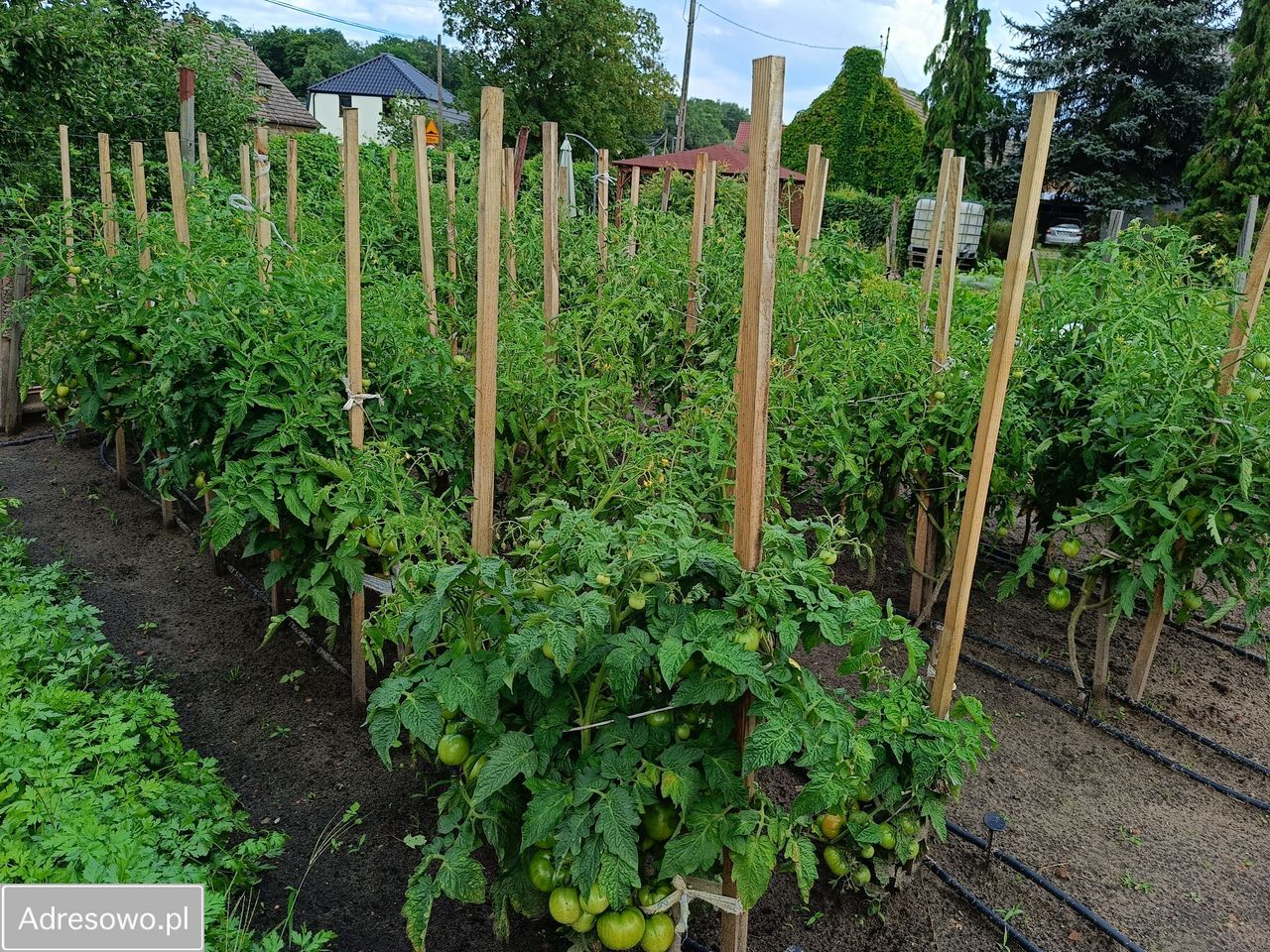 Mieszkanie 3-pokojowe Murzynowo. Zdjęcie 14