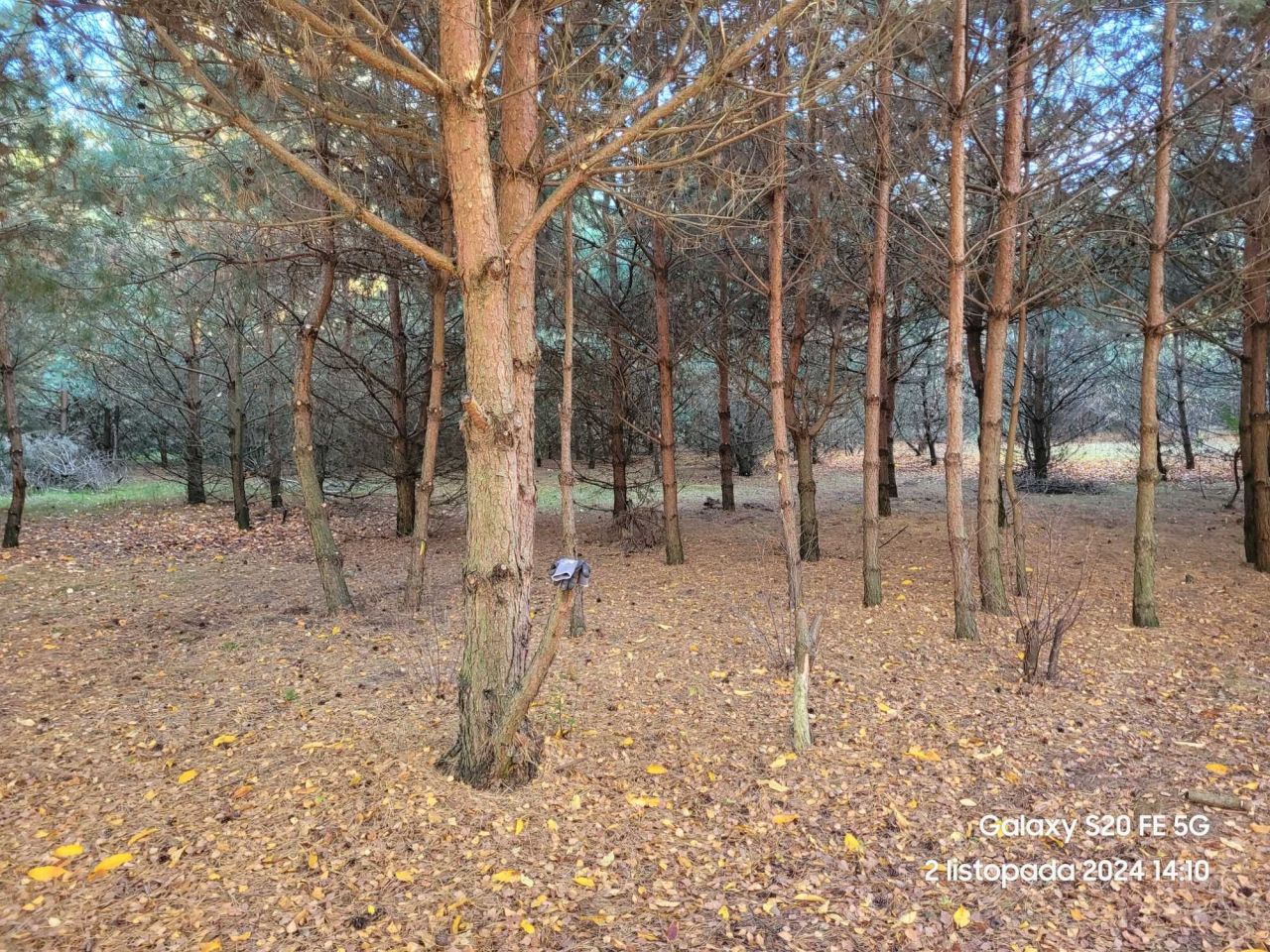 Działka budowlana Pelagia, ul. Zagłoby. Zdjęcie 4
