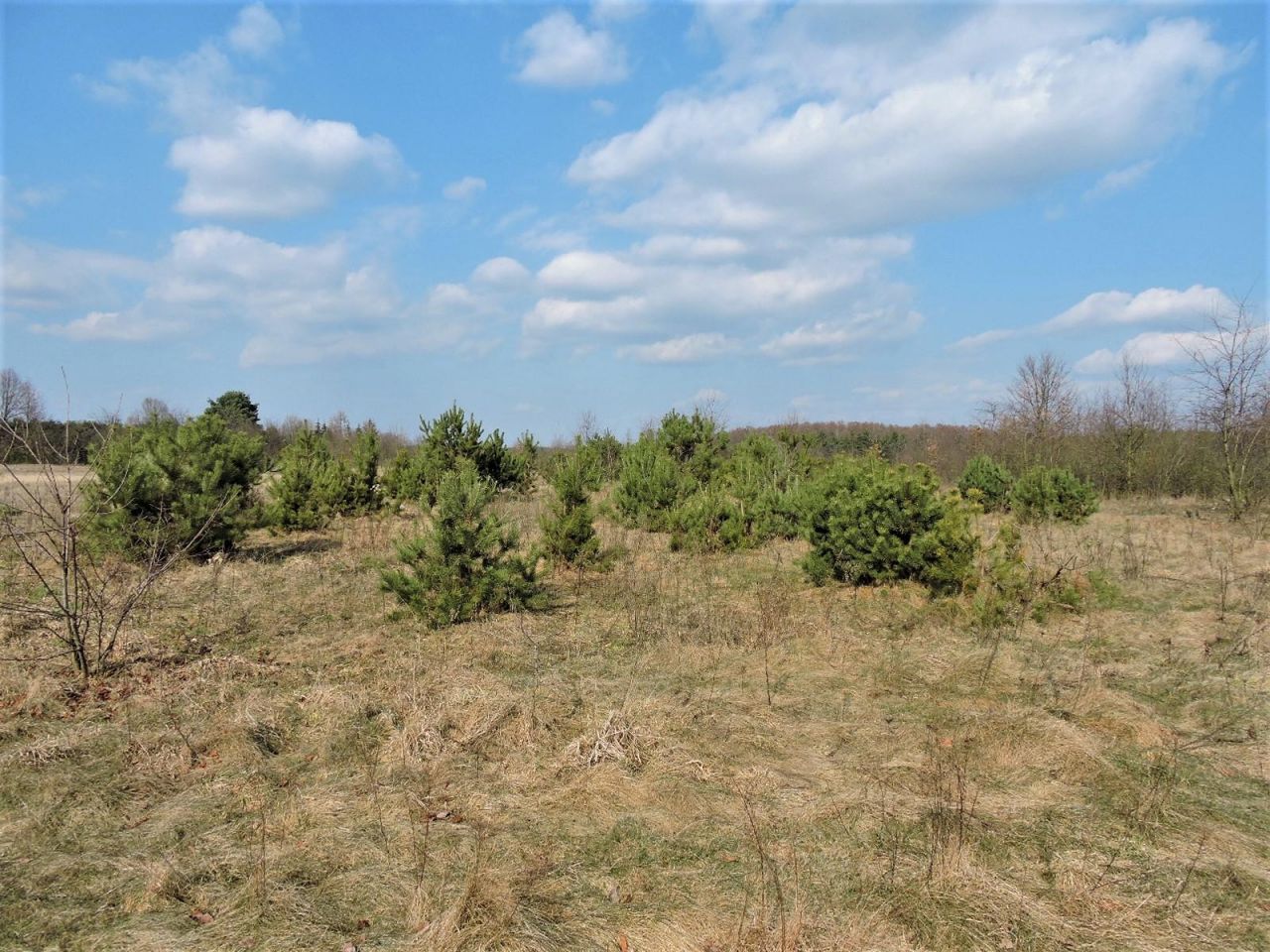 Działka rolno-budowlana Kępiaste. Zdjęcie 8