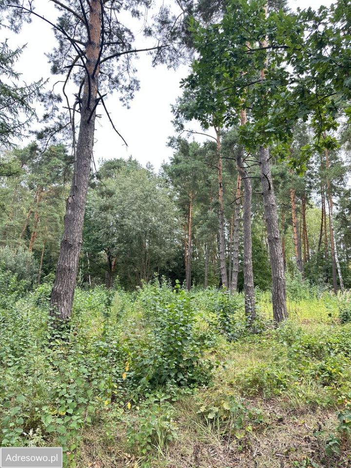 Działka leśna Krupia Wólka, ul. Główna. Zdjęcie 2