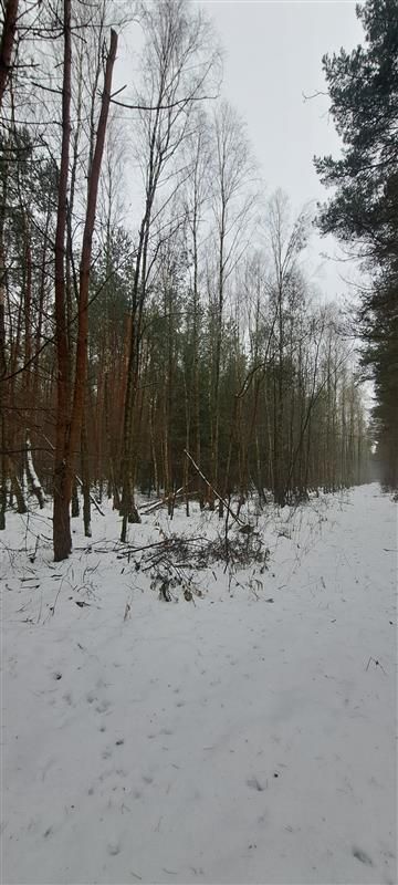 Działka rolno-budowlana Dobrynka. Zdjęcie 4