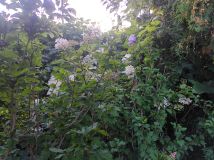 Działka rod Zielona Góra Przylep, ul. Przylep-Działkowa. Zdjęcie 4