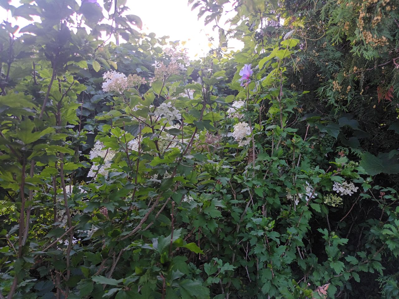 Działka rod Zielona Góra Przylep, ul. Przylep-Działkowa. Zdjęcie 5