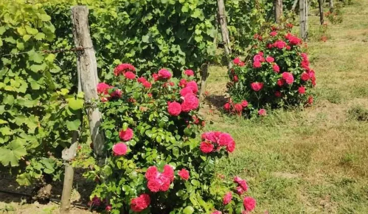 Działka rolna Bytnica