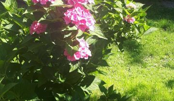 Działka rod Warszawa Żoliborz, ul. Zygmunta Słomińskiego