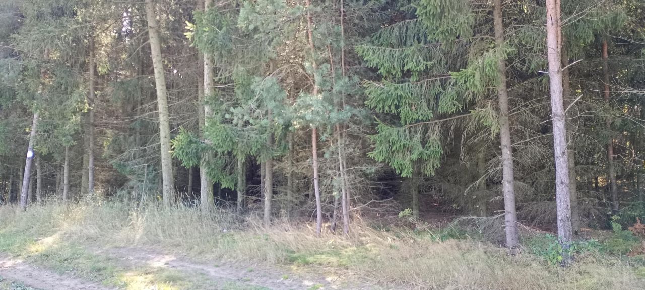Działka leśna Stare Grodzkie. Zdjęcie 6