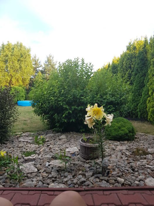 Działka rod Zabrze. Zdjęcie 8