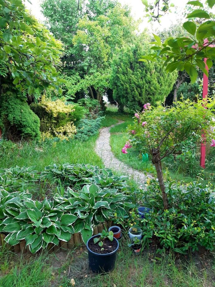 Działka rod Zielona Góra Centrum. Zdjęcie 8